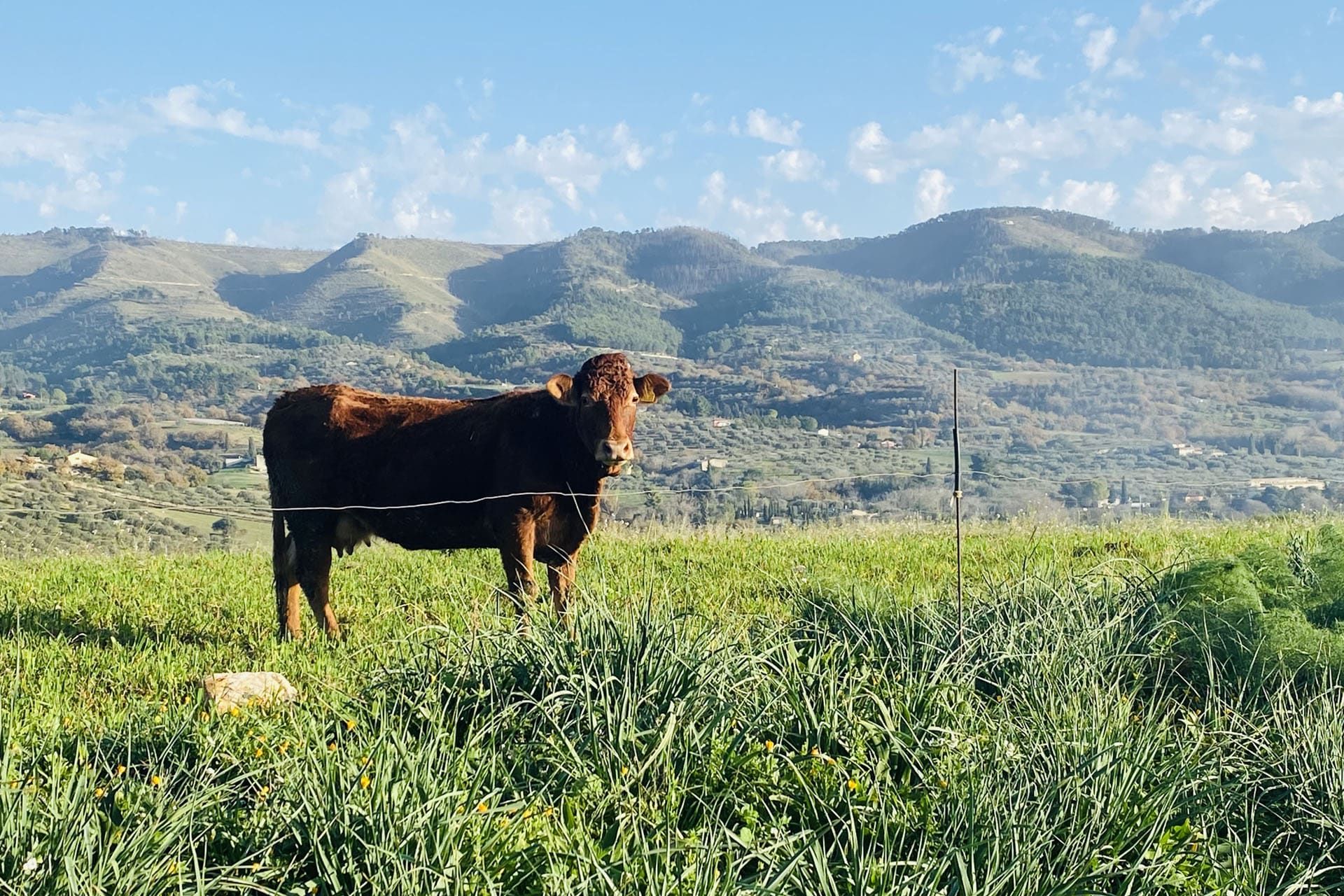 Pascolo in Sicilia